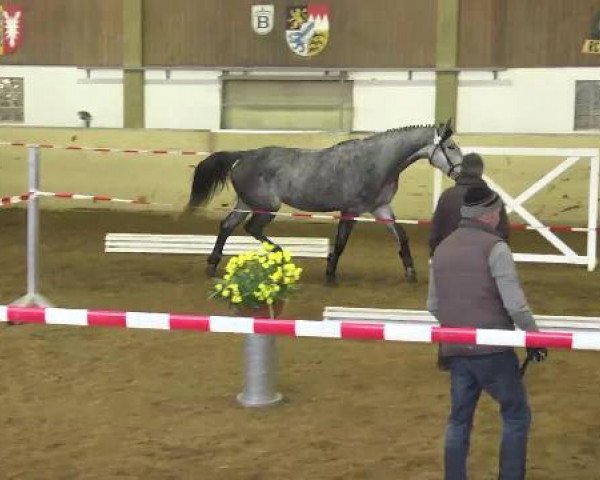 broodmare Cascaya T (Württemberger, 2008, from Chambertin)
