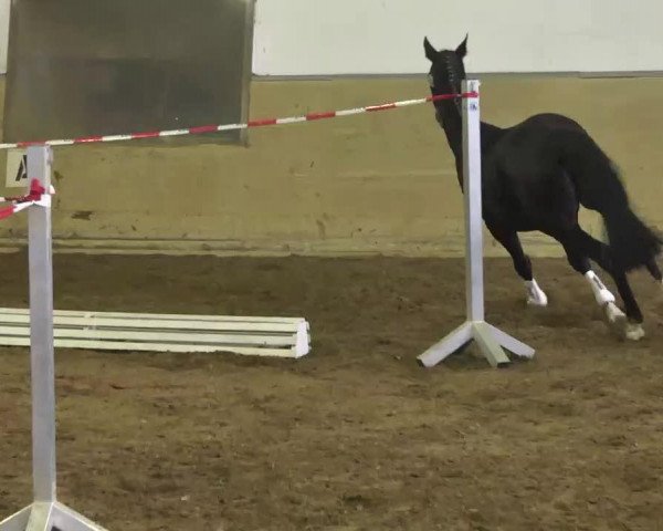broodmare Ancona (Holsteiner, 2008, from Caretino)