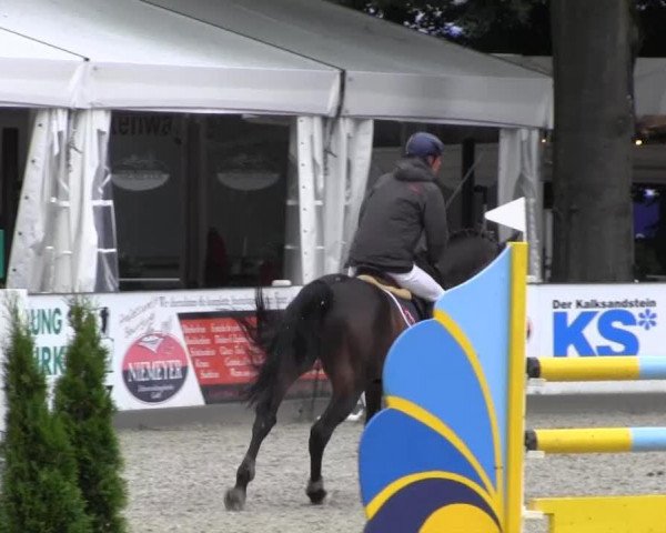 jumper Casilo 2 (Oldenburg show jumper, 2007, from Calvaro Z)