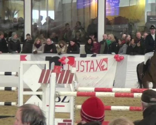 broodmare Dempsey van T Paradijs (Belgian Warmblood, 2003, from Toulon)