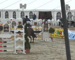 jumper Amour 44 (KWPN (Royal Dutch Sporthorse), 2005)