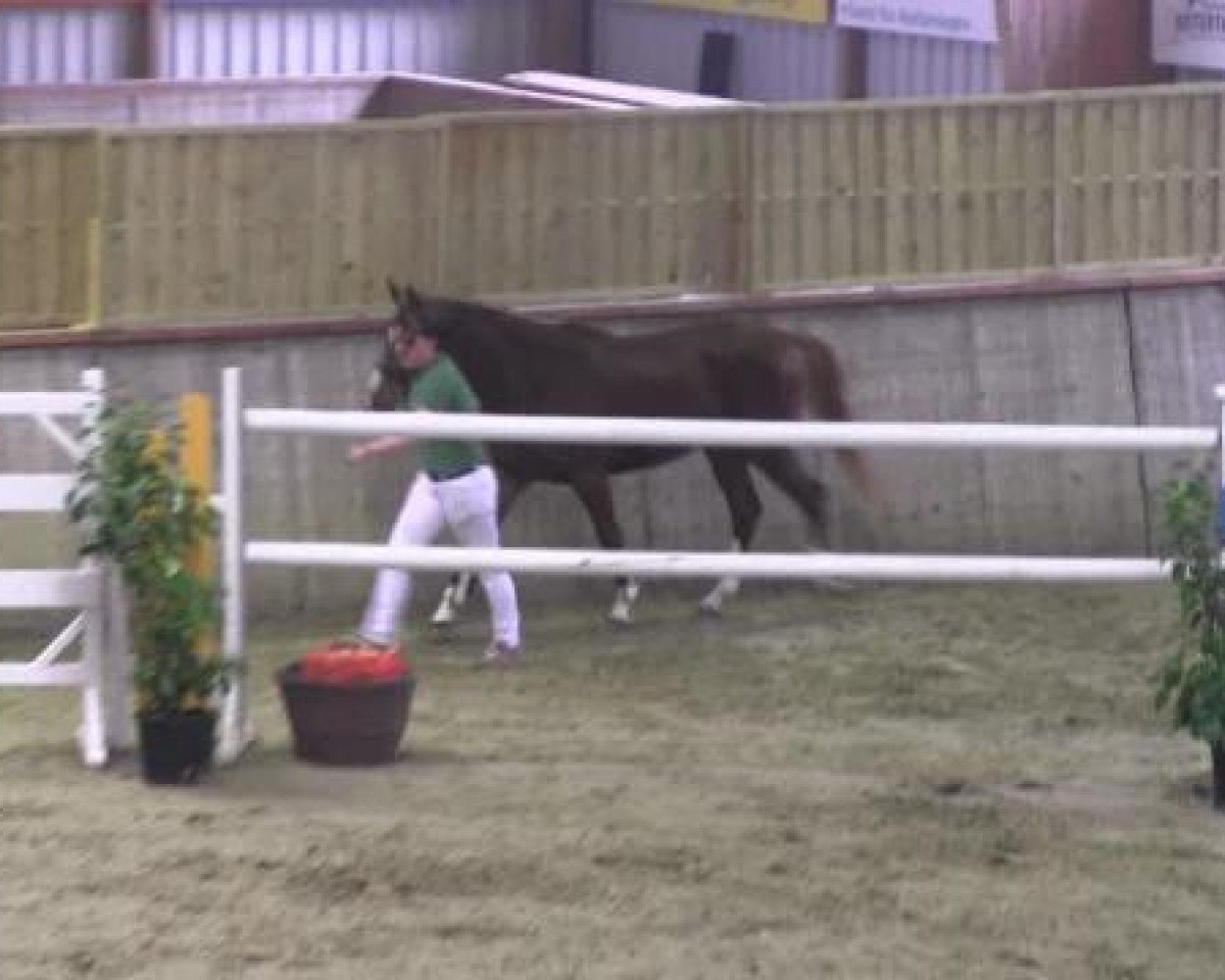 Springpferd Pirelli 47 (Deutsches Reitpony, 2009, von Pilatus)