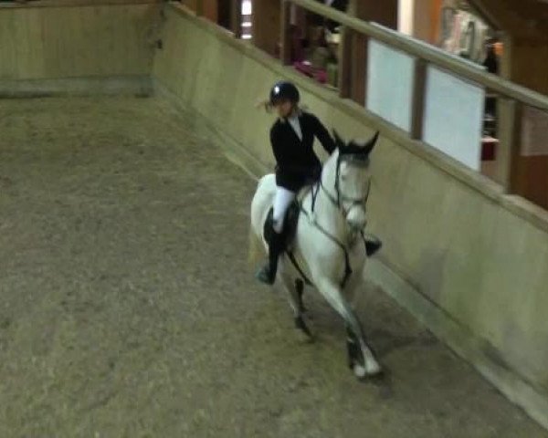 Springpferd Westside Phantom (Connemara-Pony, 2001, von Castleside JJ)