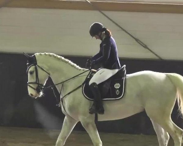 jumper Cool As Ice (KWPN (Royal Dutch Sporthorse), 2007, from Cartano)