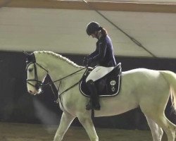 jumper Cool As Ice (KWPN (Royal Dutch Sporthorse), 2007, from Cartano)
