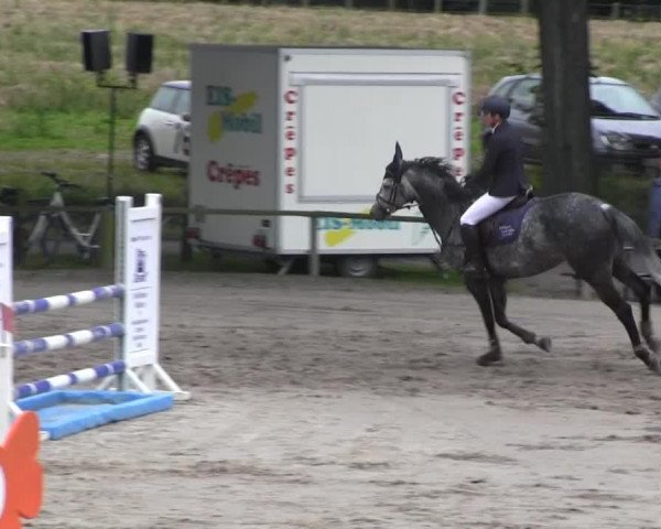 jumper Antoinett 5 (Holsteiner, 2008, from Acodetto I)