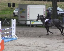 jumper Antoinett 5 (Holsteiner, 2008, from Acodetto I)