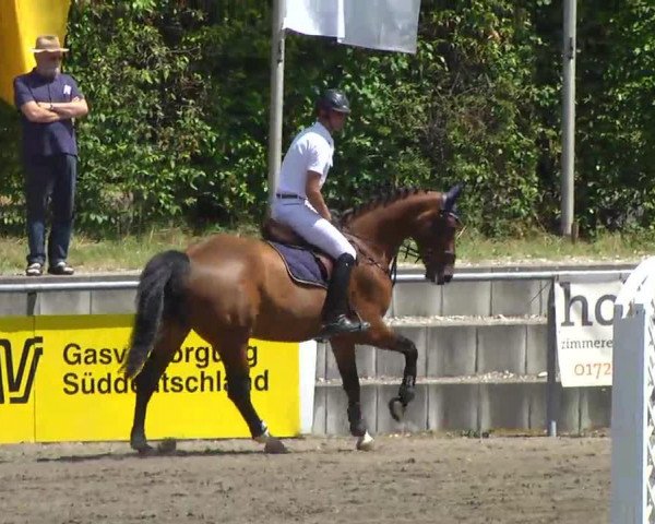 jumper Uniquie Urlewoh (Holsteiner, 2008, from Urleven Pironniere)