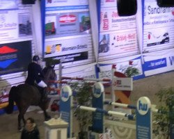 Springpferd Contendro's Rubin (Oldenburger, 2007, von Contendro I)
