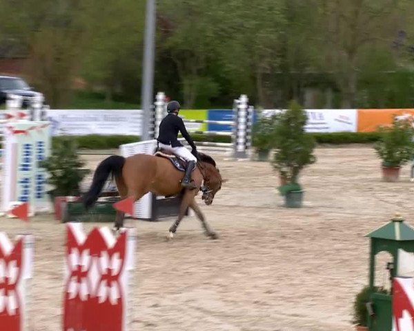 jumper Cicero 99 (Hanoverian, 2007, from Converter I)