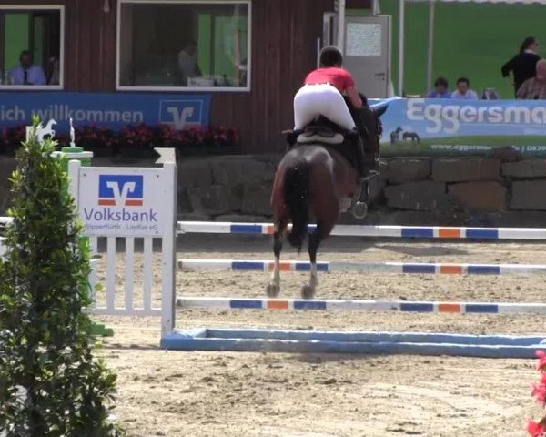 jumper Jum Breaker (Zangersheide riding horse, 2005, from Jumpilot)