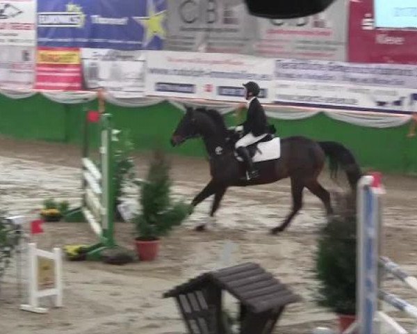 Springpferd Sapro' s Marenzio (Trakehner, 2001, von Sapros) Springpferd Sapro' s Marenzio (Trakehner, 2001, von Sapros)