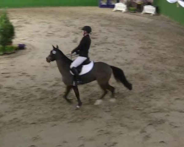 Springpferd Roxanne 150 (Deutsches Reitpony, 2006, von Wrayton United)