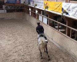 Springpferd Clintons Glückauf (Oldenburger, 2008, von Clinton H)
