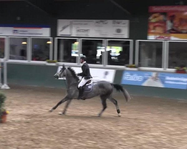 jumper Biola 3 (KWPN (Royal Dutch Sporthorse), 2006, from Hinault)
