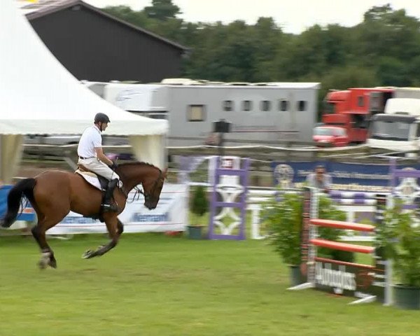dressage horse Caspari 28 (Oldenburg show jumper, 2008, from Cassini II)