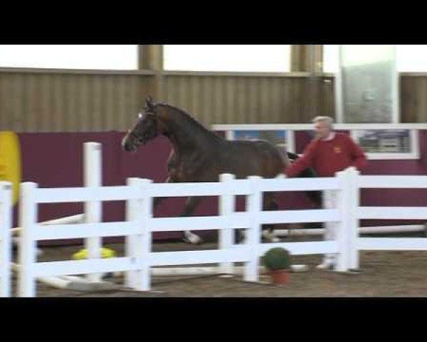 Pferd Hengst von Coronas (Bayer, 2010, von Coronas 2)