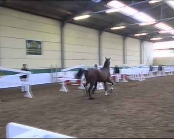 horse Caruso 548 (Zweibrücken, 2010, from Clever and Smart)
