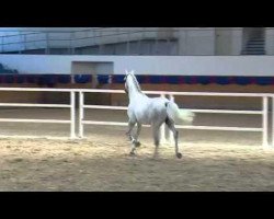 jumper Chriss Cross (Holsteiner, 2010, from Cassin 2)