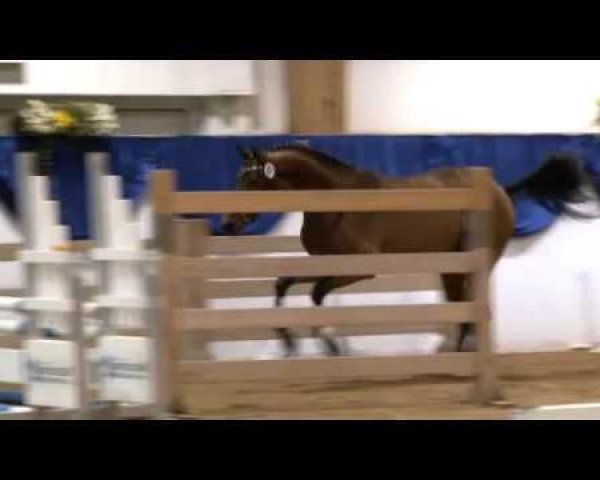 Pferd Canturado (Oldenburger Springpferd, 2010, von Canturo)