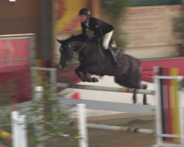 broodmare Celita 2 (Oldenburg, 2008, from Cessna)