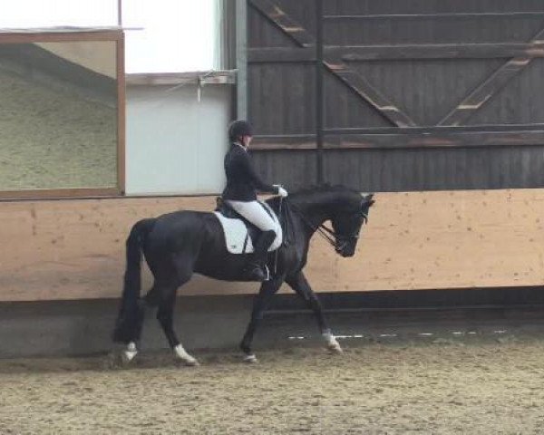 dressage horse Flemmingh (Westphalian, 2004, from Florestan I) dressage horse Flemmingh (Westphalian, 2004, from Florestan I)