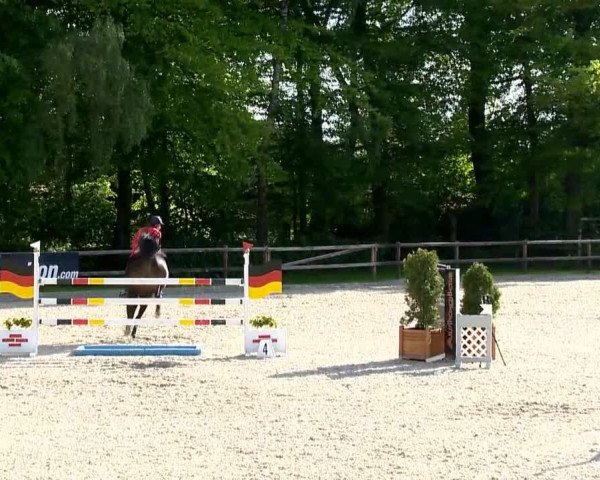 jumper Stanford 13 (Hanoverian, 2007, from Stakkato)