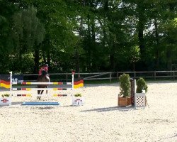 Springpferd Stanford 13 (Hannoveraner, 2007, von Stakkato)