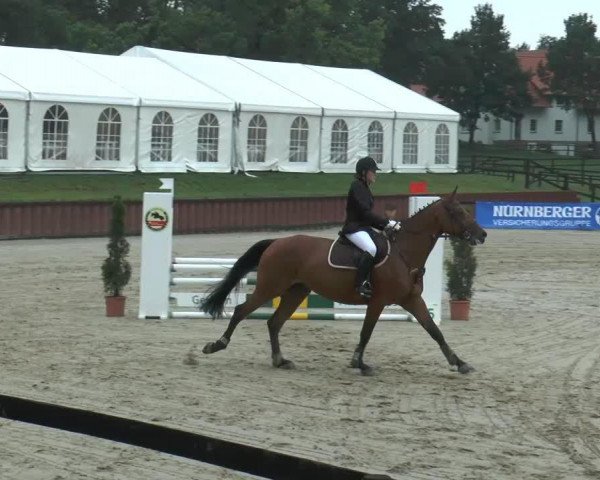 jumper Acadia 14 (German Sport Horse, 2008, from Acadius)