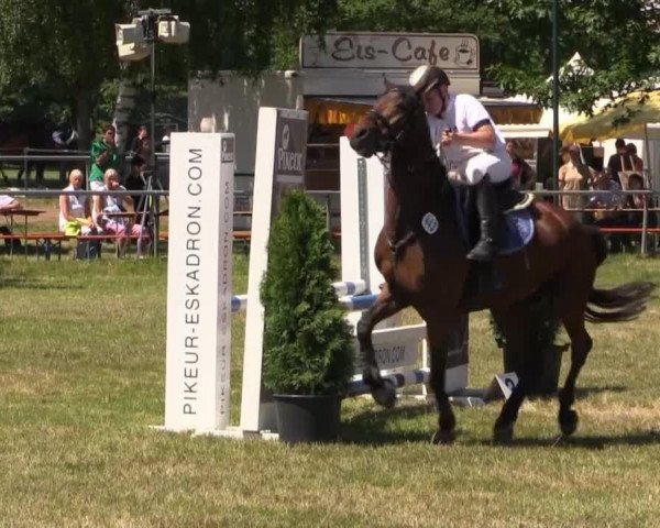 jumper Karlsson Vom Dach (German Riding Pony, 2008, from Kaiser Konrad)