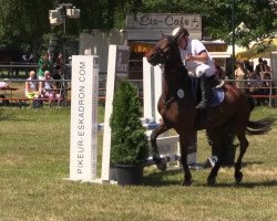 jumper Karlsson Vom Dach (German Riding Pony, 2008, from Kaiser Konrad)