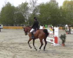 Springpferd RSS Lisa Z (Zangersheide Reitpferd, 2008, von Tailormade Lawito)
