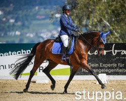 dressage horse Lesanto 7 (Württemberger, 2013, from Lord Leopold 7)