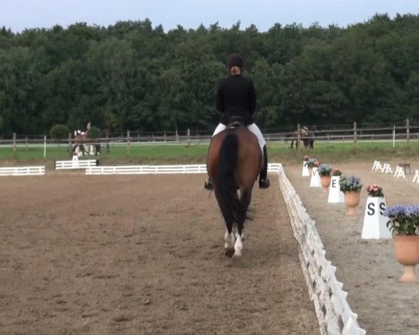 dressage horse Cultdiva (Hanoverian, 2007, from Converter I) dressage horse Cultdiva (Hanoverian, 2007, from Converter I)