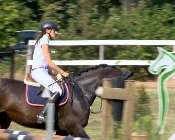 jumper Alegra 100 (Oldenburg, 2007, from Quidam's Rubin)