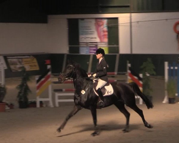 Zuchtstute Starlypsa (Oldenburger Springpferd, 2008, von Stalypso)
