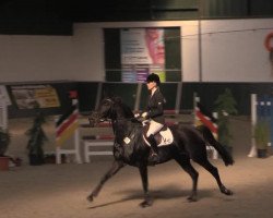 broodmare Starlypsa (Oldenburg show jumper, 2008, from Stalypso)