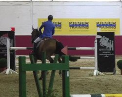 jumper Charlin 15 (German Sport Horse, 2007, from Claudio's Son)