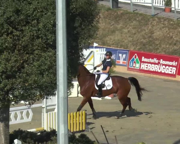 jumper Nash D'Archonfosse Z (Zangersheide riding horse, 2004, from Nelson Z)