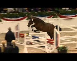 jumper Calmaro 12 (Holsteiner, 2010, from Casall Ask)