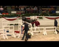 jumper Classical (Holsteiner, 2010, from Calido I)
