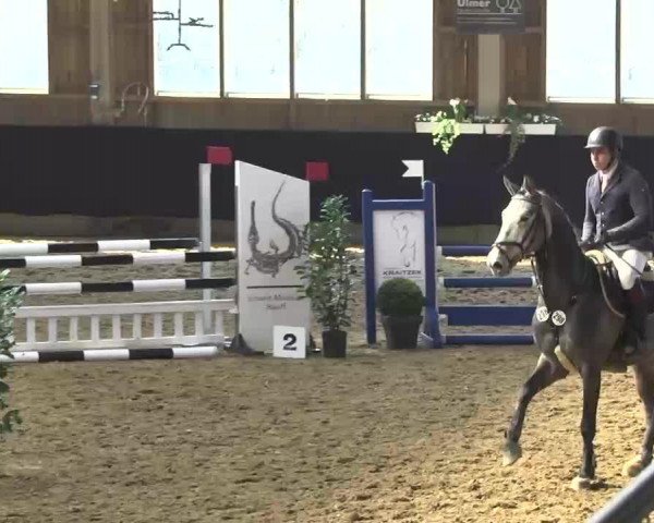 jumper Cool Max W (Holsteiner, 2008, from Clintissimo 197 FIN)