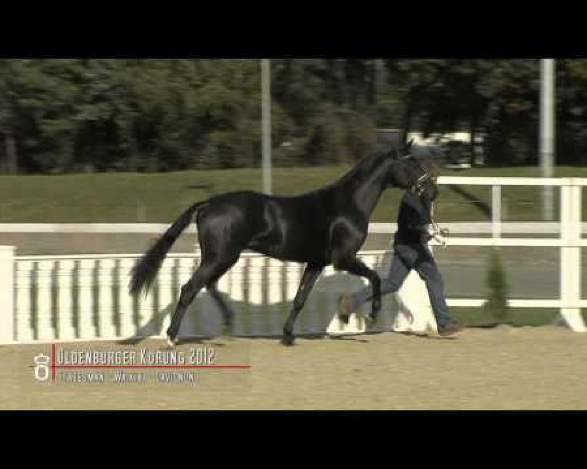 horse States Wonder (Oldenburg, 2010, from Statesman OLD)