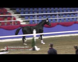 horse Sixth Sense (Oldenburg, 2010, from Sir Donnerhall I)