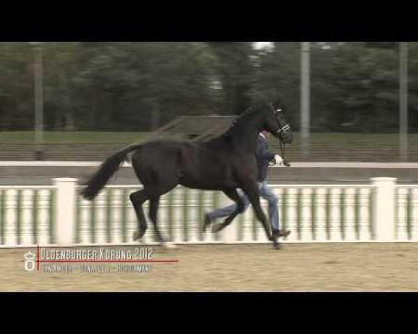 Pferd Hengst von San Amour (Oldenburger, 2010, von San Amour I) Pferd Hengst von San Amour (Oldenburger, 2010, von San Amour I)