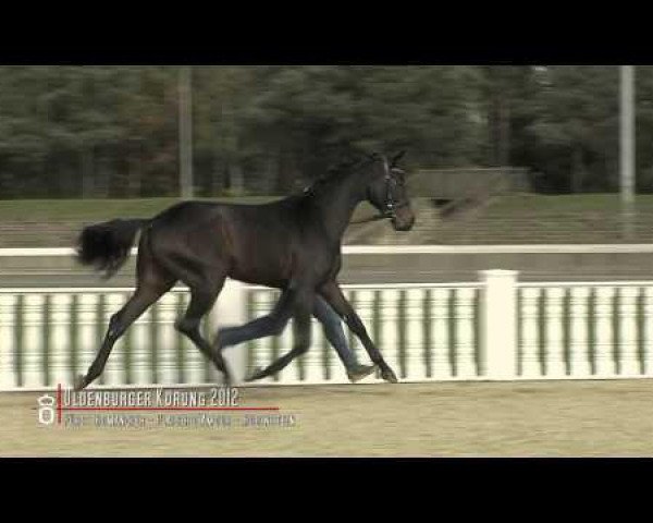 horse Fürst Bischof II (Oldenburg, 2010, from Fürst Romancier)