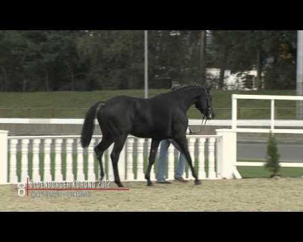 Dressurpferd Grevens Zorro (Dänisches Warmblut, 2010, von Zack)