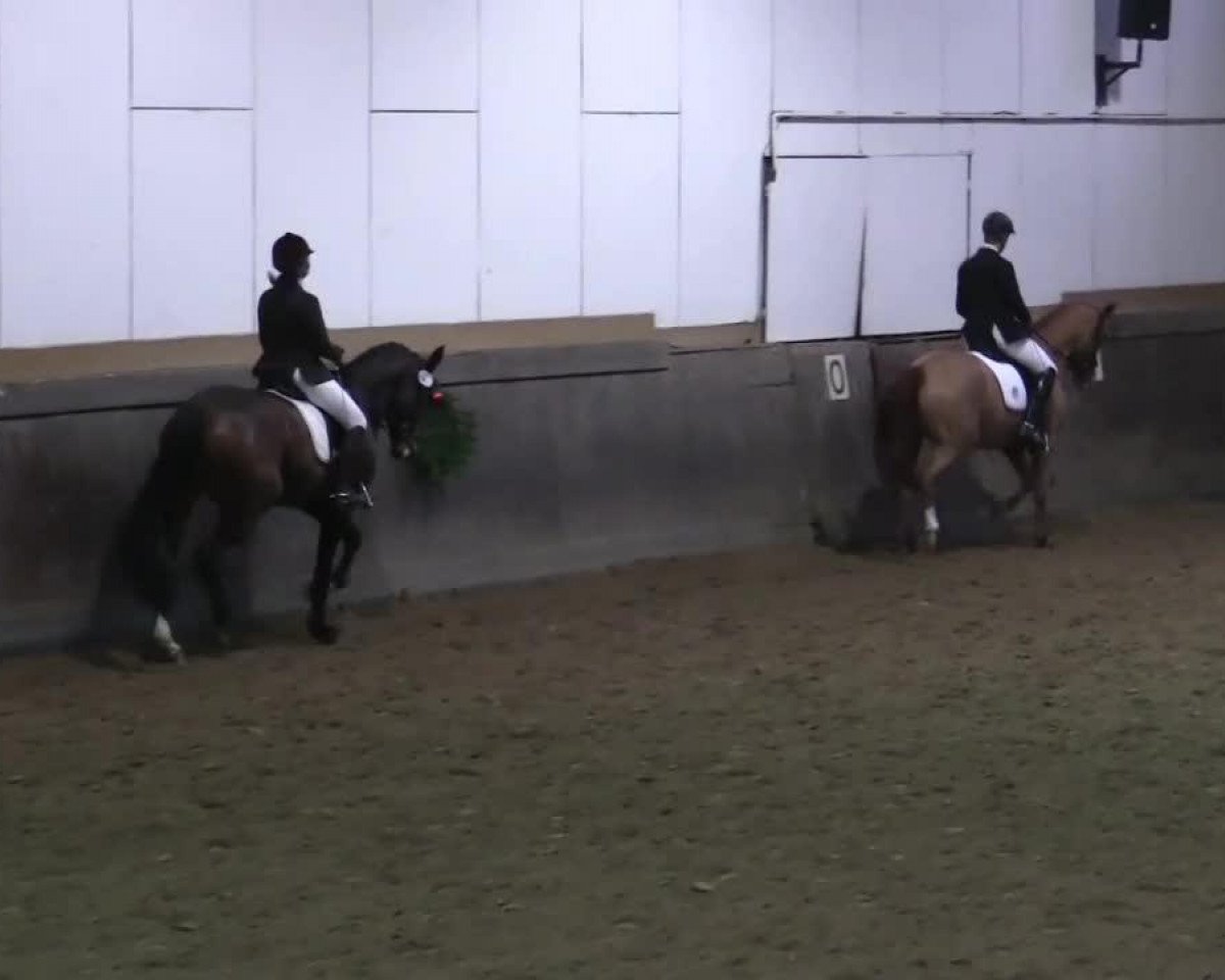 jumper First Pitch R (Oldenburg, 2008, from Fidertanz)
