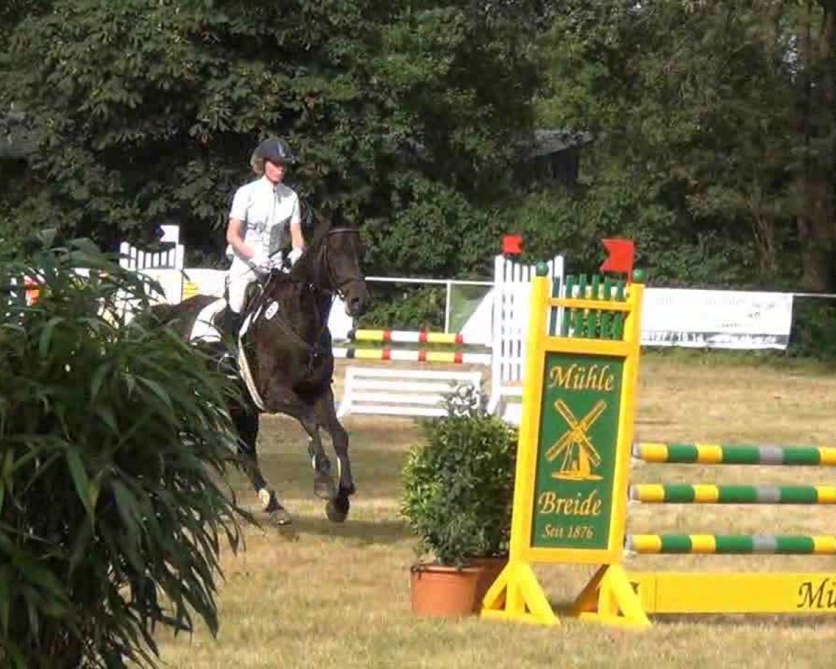 Springhest Heftyre (Holsteiner, 2003, fra Hunter)