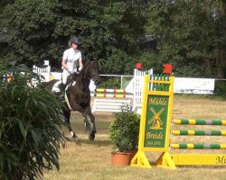 Springpferd Heftyre (Holsteiner, 2003, von Hunter)